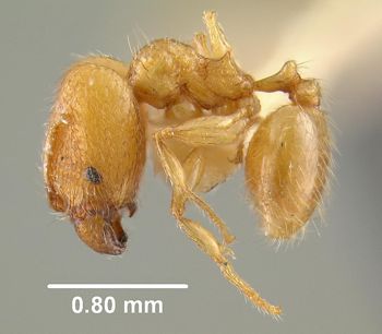 Media type: image;   Entomology 28524 Aspect: habitus lateral view